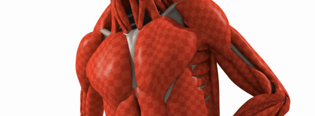 Muscle and Fascia Simulation